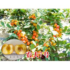 農(nóng)大鈣果苗木農(nóng)大4號(hào)、農(nóng)大6號(hào)、’‘農(nóng)大7號(hào)’樹苗【郵政發(fā)貨、10棵起發(fā)貨】