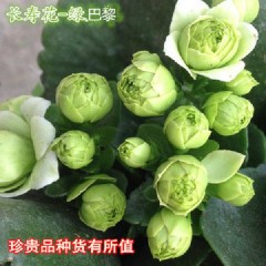 (帶花苞)重瓣長(zhǎng)壽花 花卉綠植玫瑰月季綠蘿發(fā)財(cái)樹(shù)