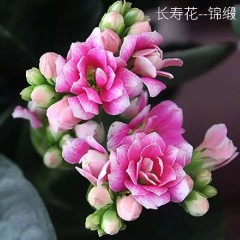 (帶花苞)重瓣長(zhǎng)壽花 花卉綠植玫瑰月季綠蘿發(fā)財(cái)樹(shù)