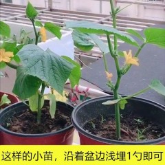 蔬菜復(fù)合肥盆栽花卉通用型氮磷鉀肥料種菜蔬菜專用肥水溶復(fù)合肥